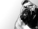 Bulldog Energy Drink: The Bulldog Energy Drink Wallpaper #2 - 1024x768